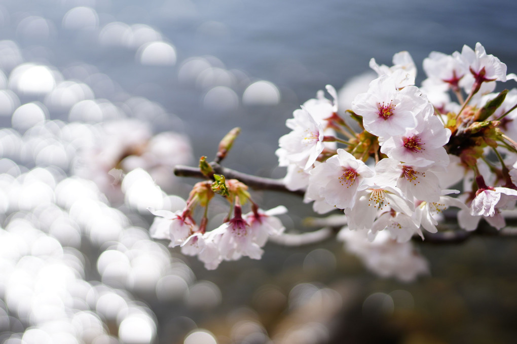 光り散る夢桜