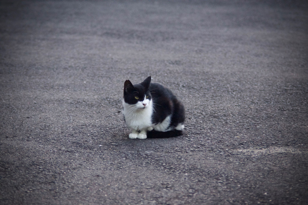 猫ちゃん