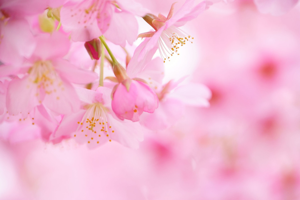 淀水路の河津桜が満開です。