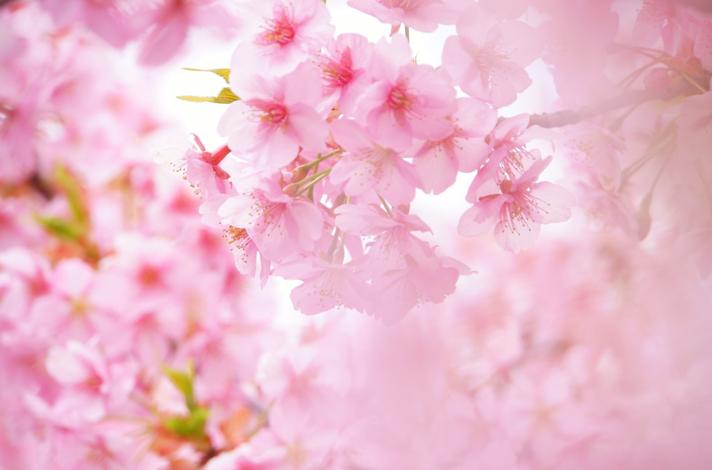 淀水路の河津桜が満開です。