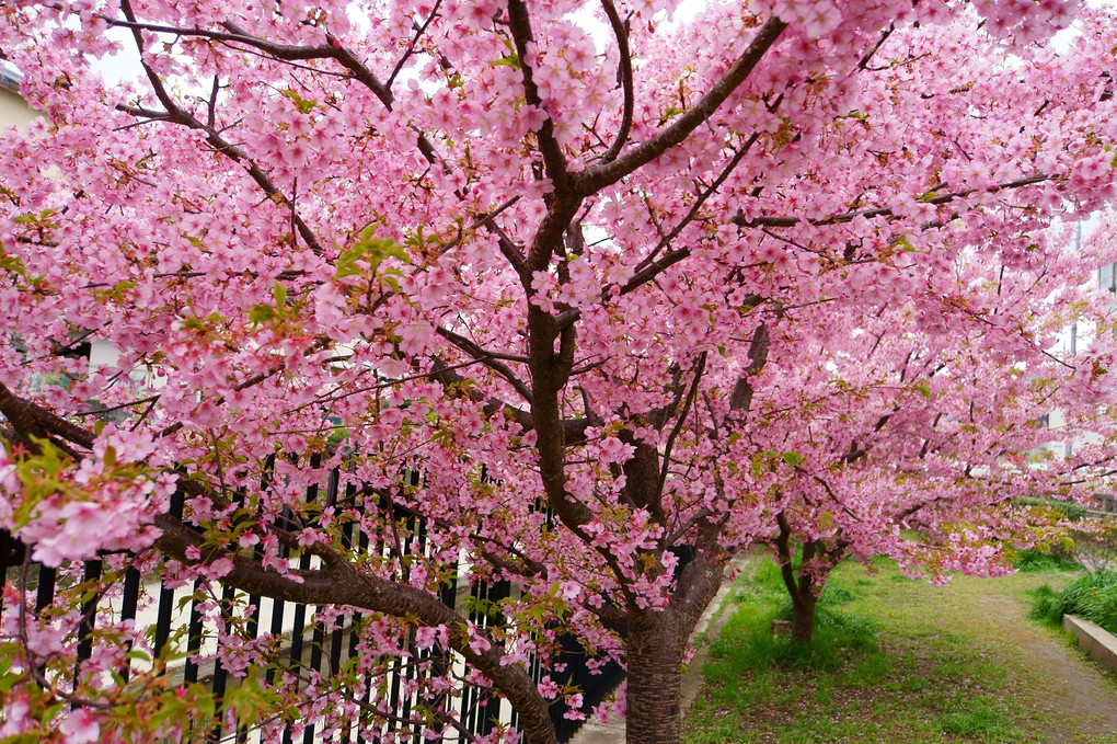 淀水路の河津桜が満開です。その②