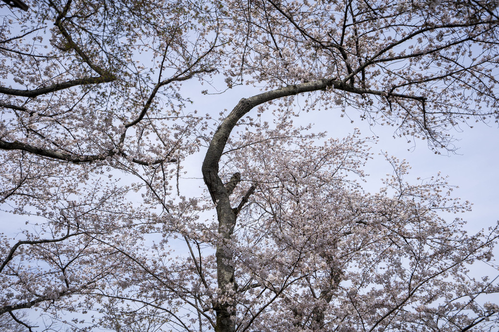 花巡り