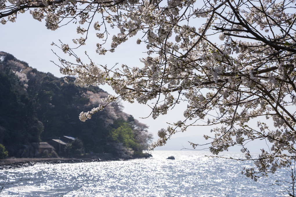 春の沖島