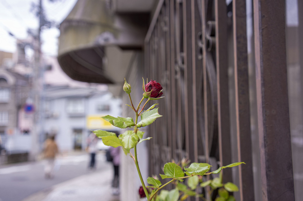 阪野祐美子先生の写真講座 ：神戸北野の街スナップフォト