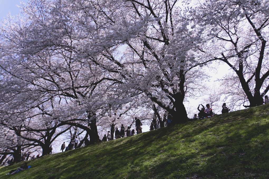 桜の木の下で・・