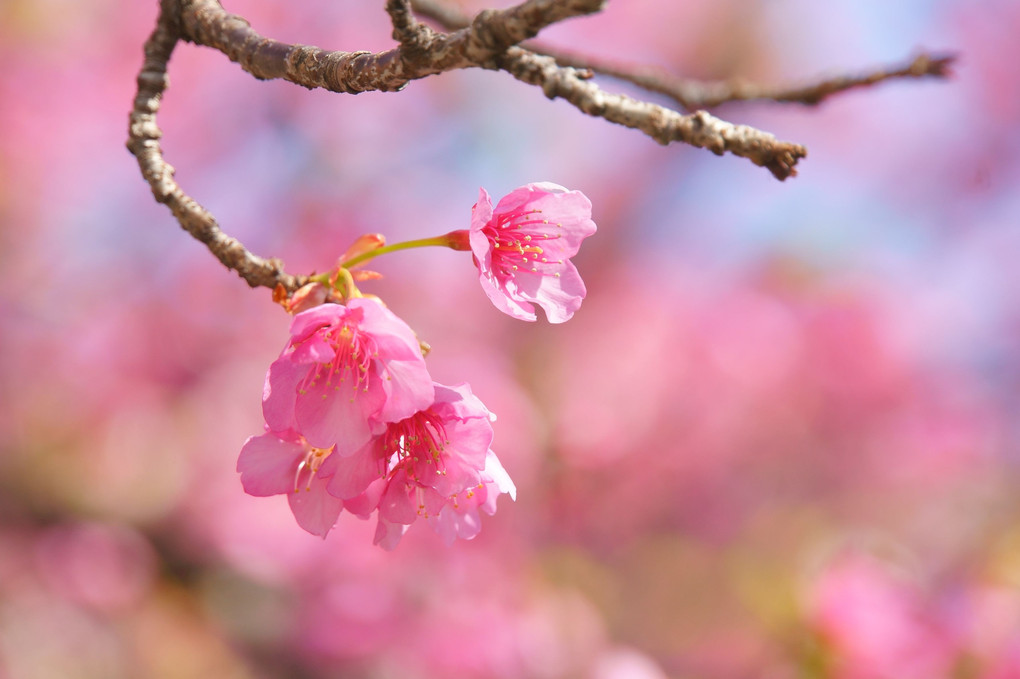 淀水路の河津桜これからです。