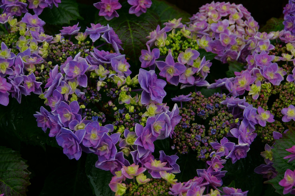 長崎　紫陽花　眼鏡橋