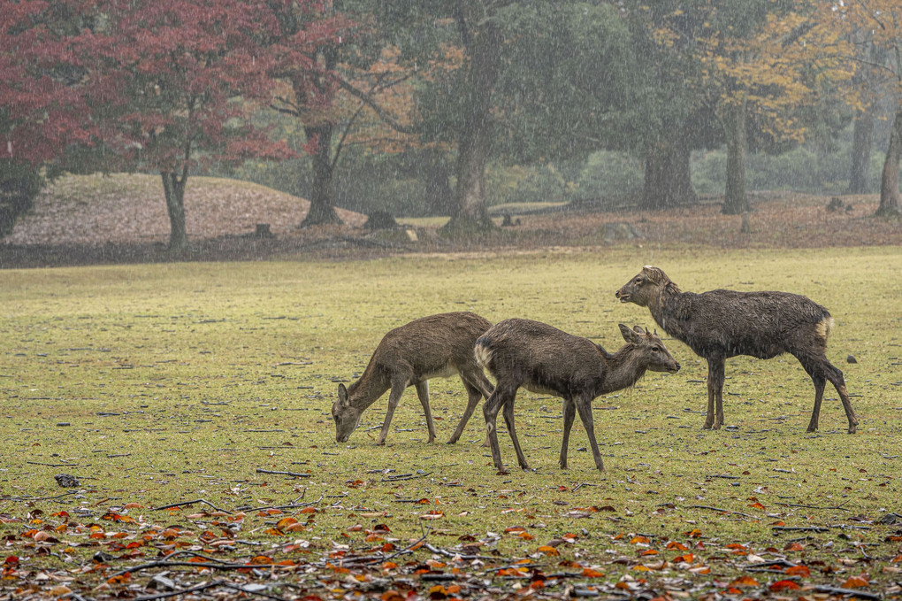 雨の奈良公園