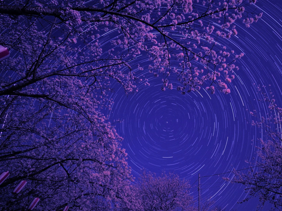 夜桜と北極星