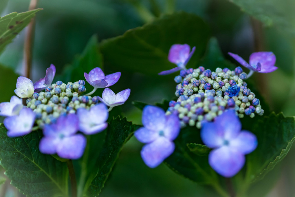 雨上りの紫陽花