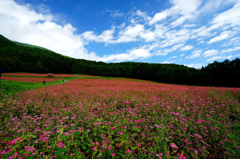 赤そばのお花畑