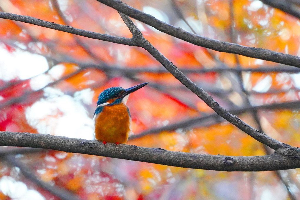 紅葉を愛でるカワちゃん