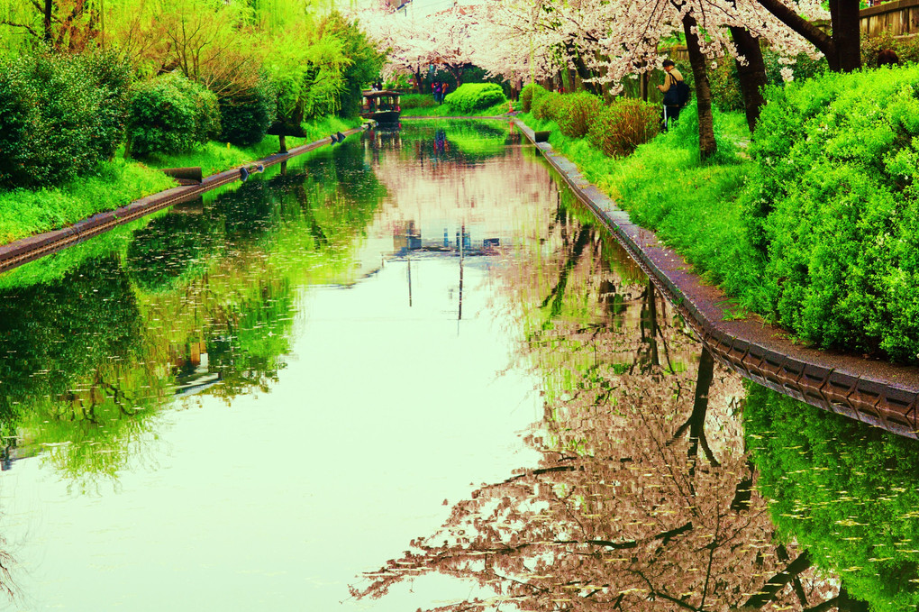 桜色の水路