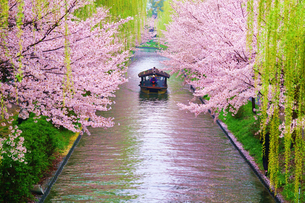 桜色の水路