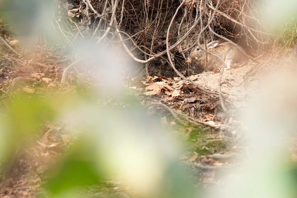 竹國照顕の写真講座　瀬戸内に浮かぶウサギの島でスナップ撮影