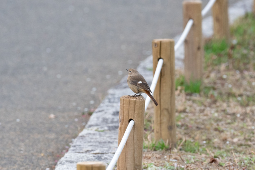 ご近所まで来てた♪春♪