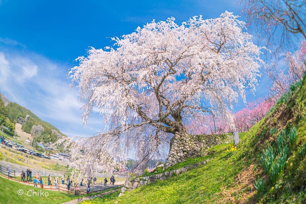 威風堂々　🌸本郷の瀧桜🌸
