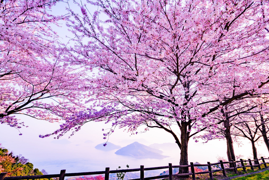 紫雲出山に春を撮りに。。。🌸