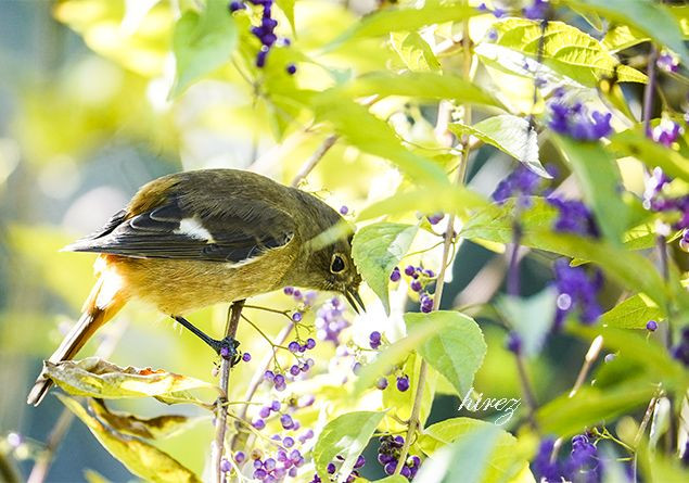 紫式部の実を食べるジョウビタキのメス