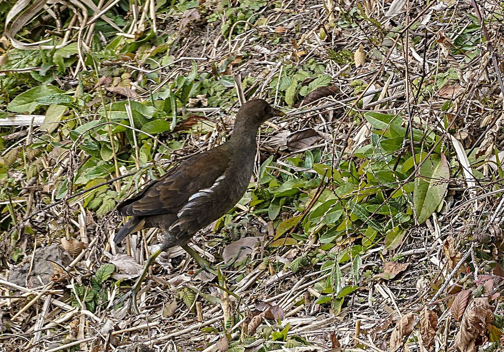 バン（幼鳥）？