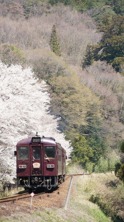 桜とわたらせ渓谷鐡道