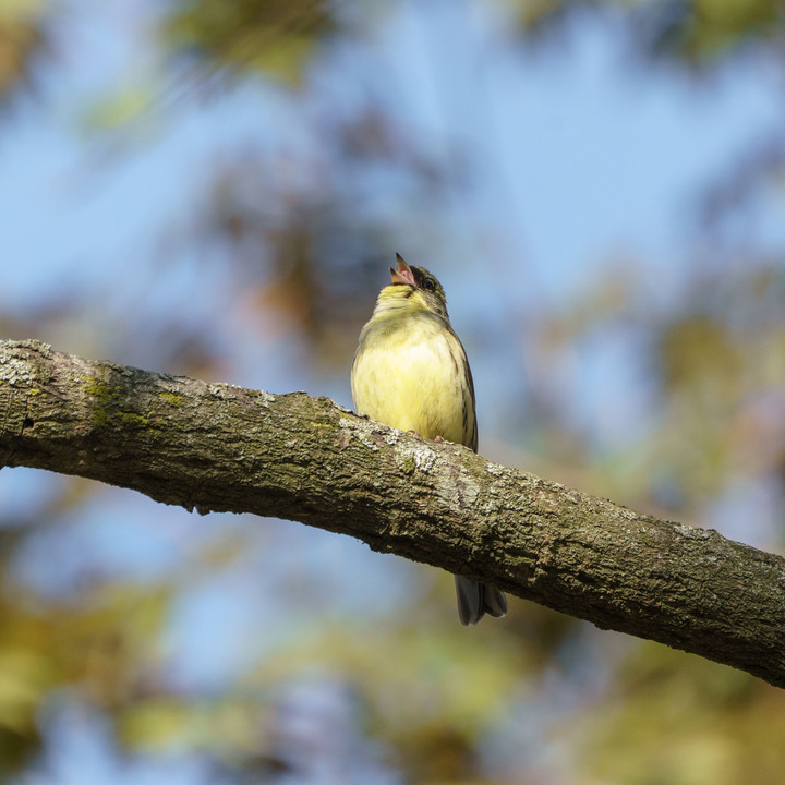 春の探鳥散歩