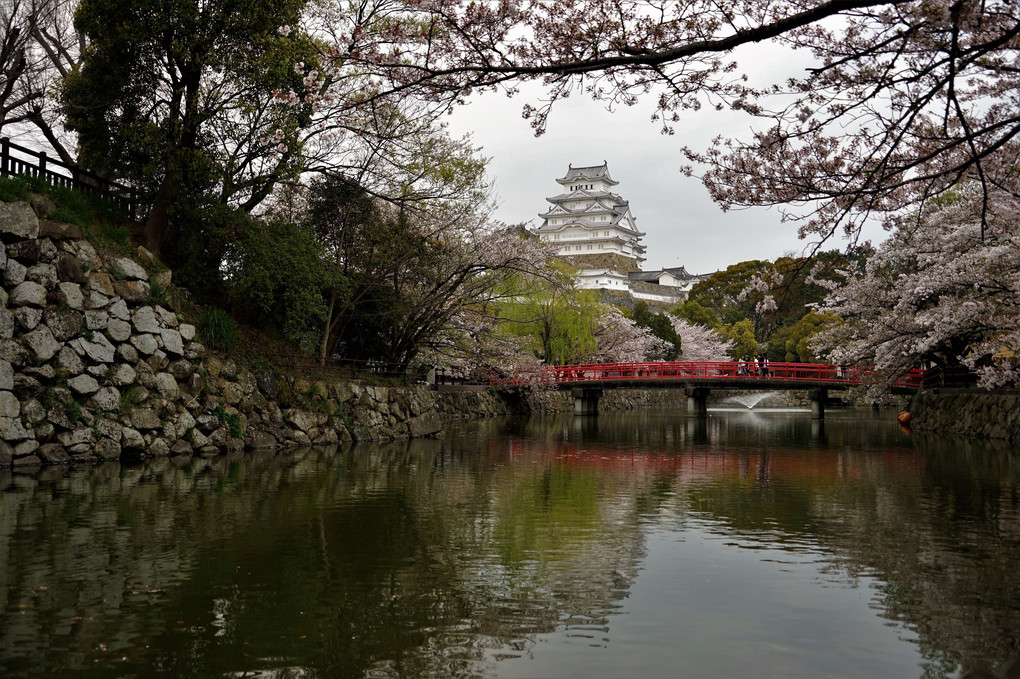 姫路城にお花見に行ってきました。