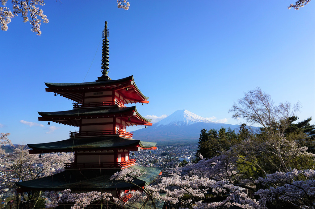 新倉山浅間公園桜まつり