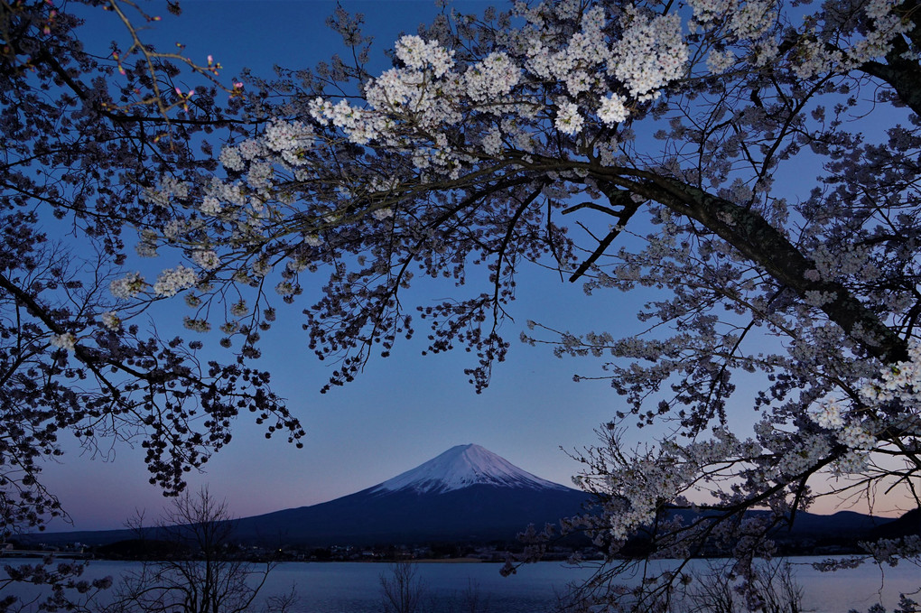 夕暮れの富士と桜