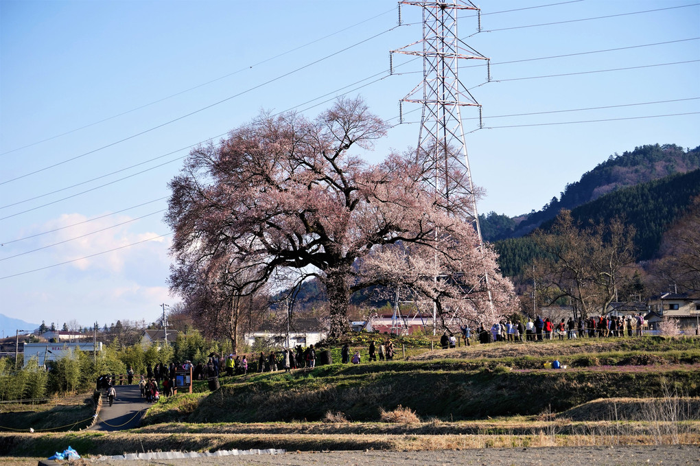 わに塚の桜に行ってきました