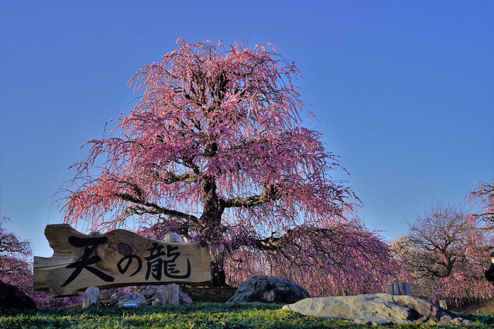 今年も鈴鹿の森庭園に行ってきました。