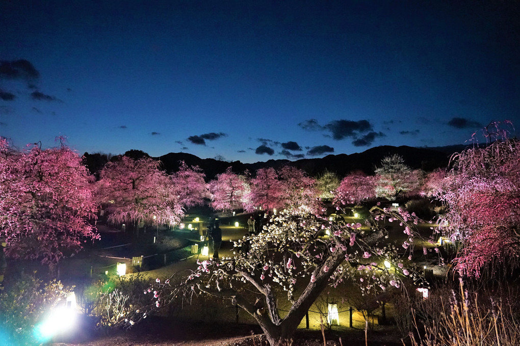 今年も鈴鹿の森庭園に行ってきました。ライトアップ