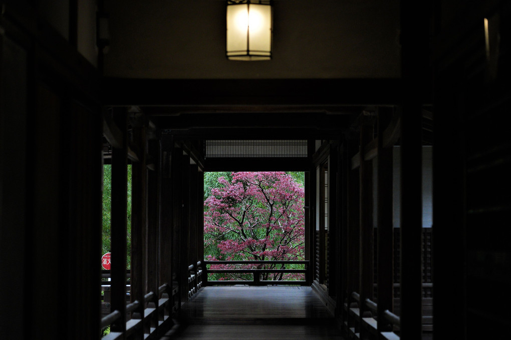 長谷寺に行ってきました。