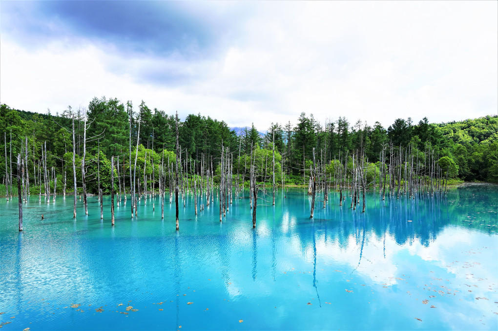 北海道旅行に行ってきました。1 美瑛の青い池