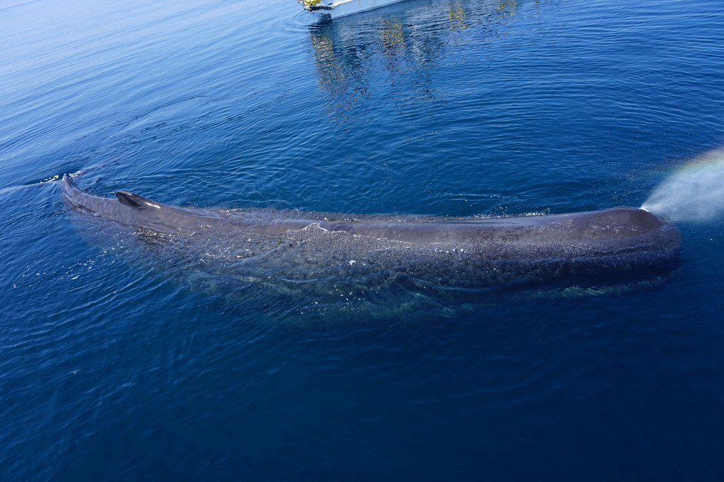 北海道旅行に行ってきました。35　羅臼クルーズ　マッコウクジラ大接近