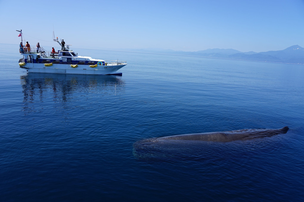 北海道旅行に行ってきました。35　羅臼クルーズ　マッコウクジラ大接近