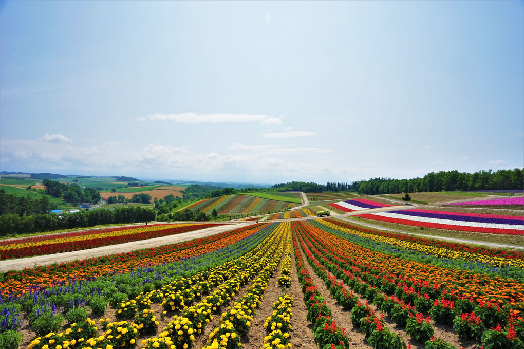 北海道旅行に行ってきました。４1四季彩色彩の丘