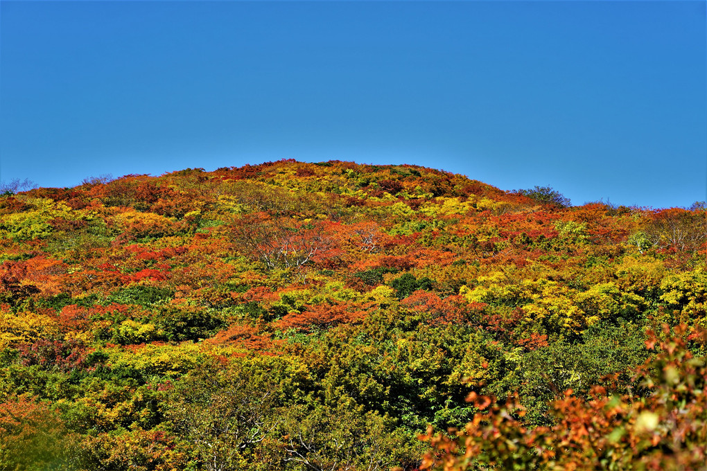 紅葉の栗駒山に神の絨毯を見に行ってきました。