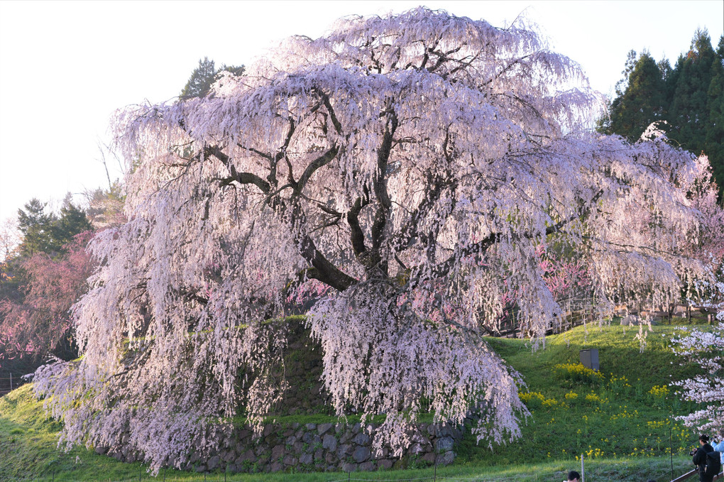 2023又兵衛桜を見に行きました。