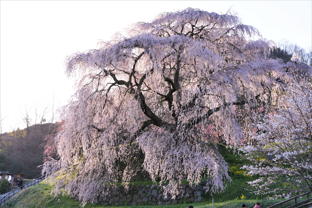 2023又兵衛桜を見に行きました。