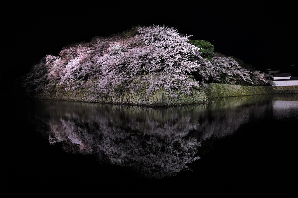 2023彦根城桜ライトアップに行ってきました。