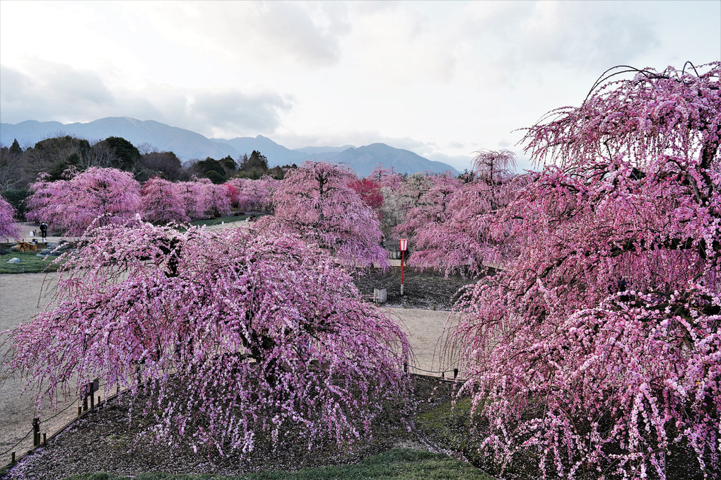 鈴鹿の森庭園しだれ梅