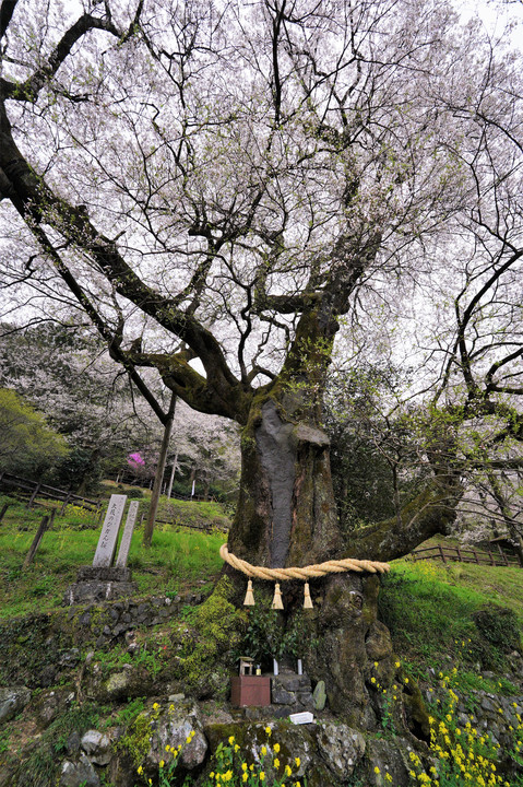 高知に行ってきました。  2　ひょうたん桜、四国カルスト、高知城、ひろめ市場