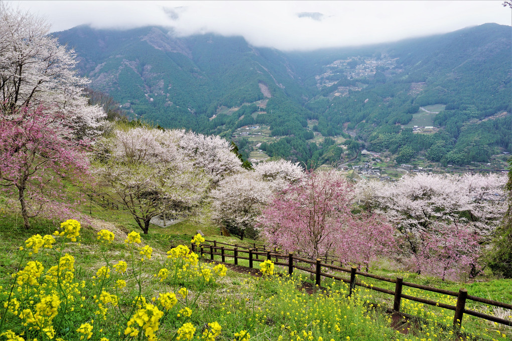 高知に行ってきました。  2　ひょうたん桜、四国カルスト、高知城、ひろめ市場