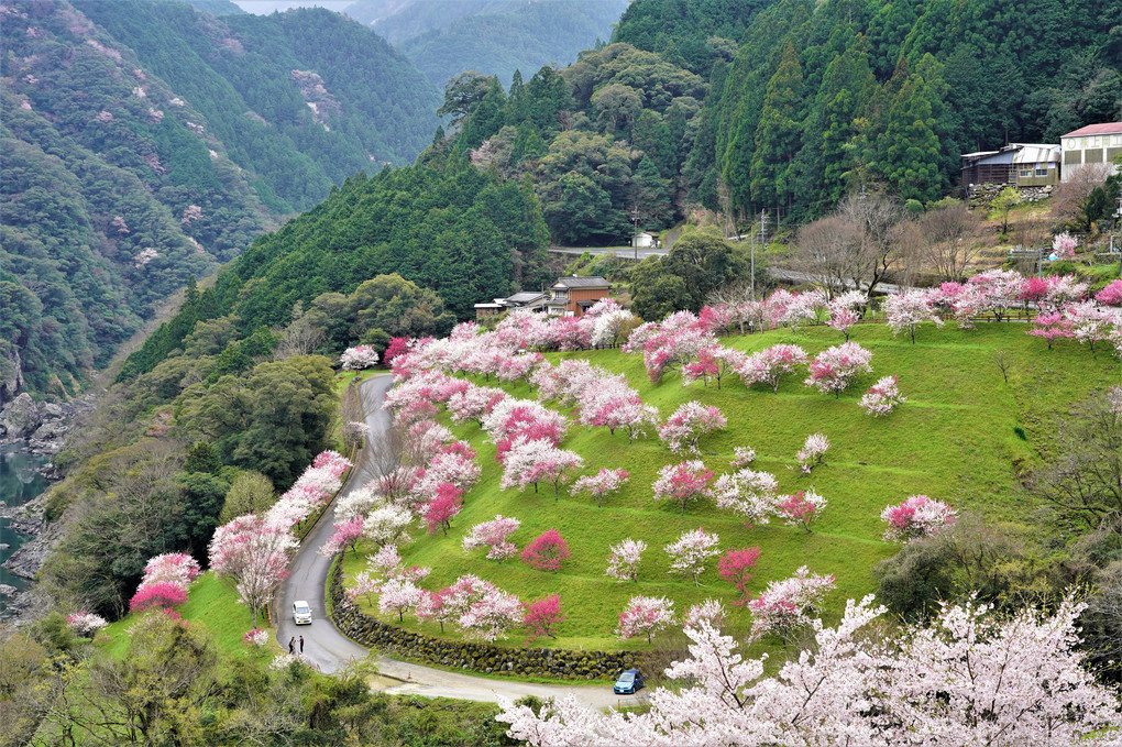 高知に行ってきました。  3　引地橋の花桃