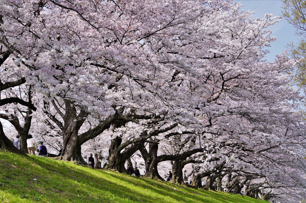 今年も淀川背割りに行ってきました。桜ウェーブ