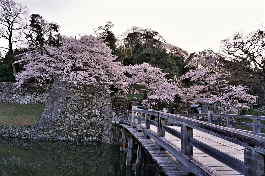 彦根城に行ってきました。①