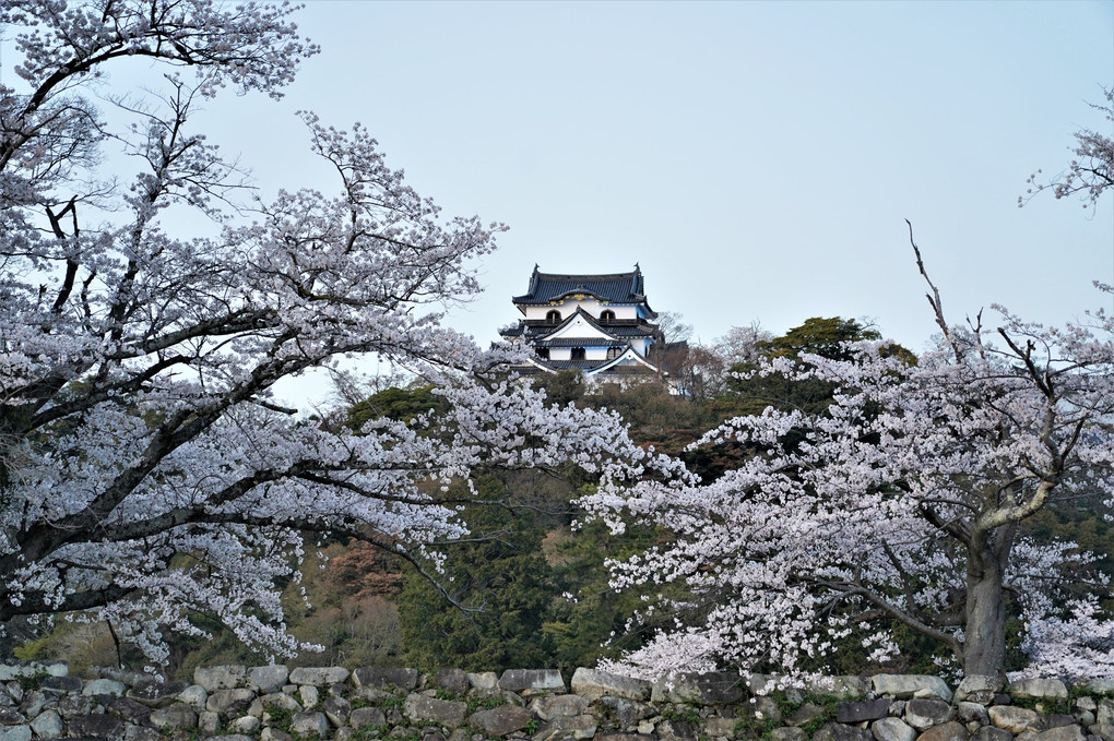 彦根城に行ってきました。①