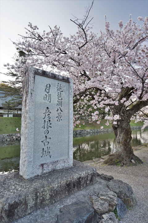 彦根城に行ってきました。①