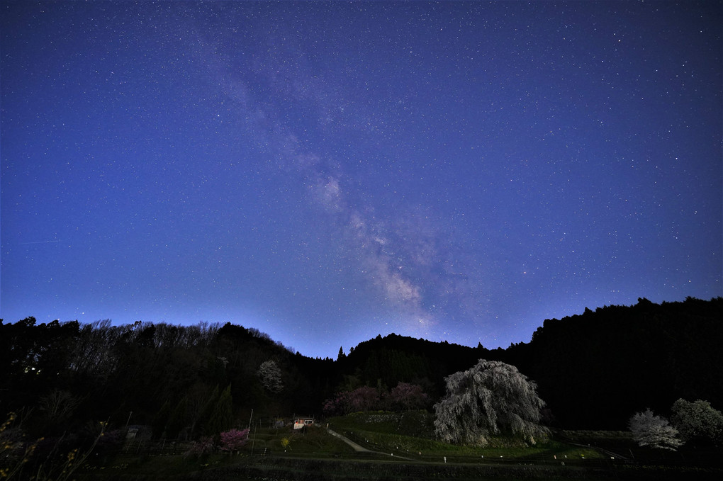 又兵衛桜と天の川を見に行きました。